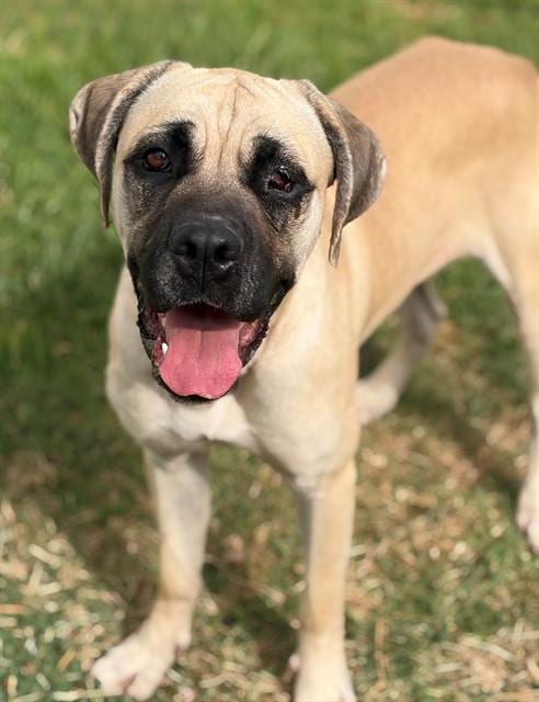 Photo of Fauna, adoptable Cane Corso Mastiff in Fairfield, California