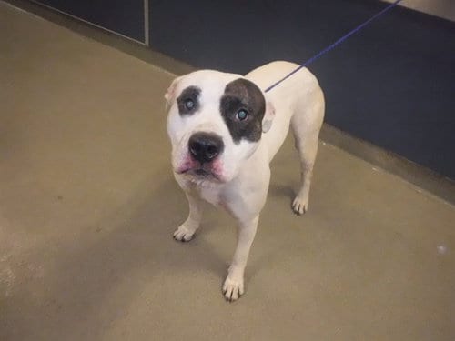 Photo of Zeus, adoptable American Bulldog in Miami, Florida