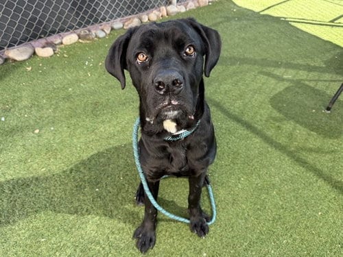 Photo of Batman, adoptable Cane Corso Mastiff in Phoenix, Arizona
