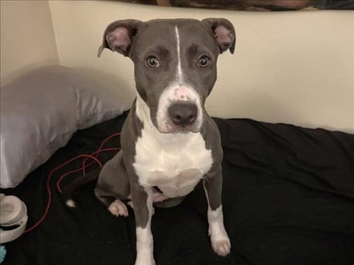 Photo of Bucket, adoptable Pit Bull Terrier in Chapel Hill, North Carolina