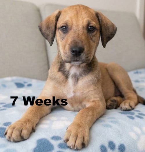Photo of Jimi, adoptable Labrador Retriever in Grovertown, Indiana