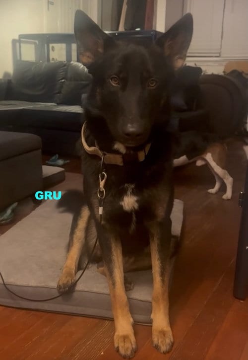Photo of Gru, adoptable German Shepherd Dog in Woodland Hills, California
