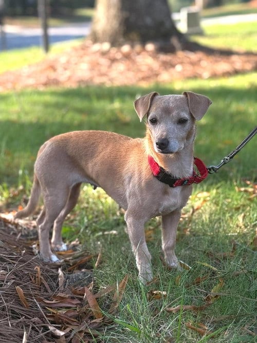 Photo of Shiloh, adoptable Dachshund in Arlington, Virginia