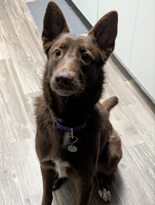 Photo of River #3, adoptable Australian Kelpie in Chandler, Arizona