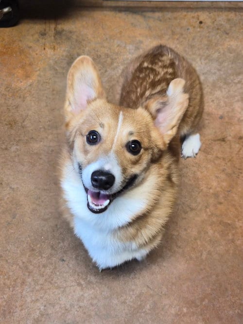 Photo of Portur, adoptable Corgi in Bolivar, Missouri