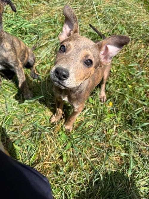 Photo of Strawberry SHortcake, adoptable German Shepherd Dog in MIDWAY, Utah