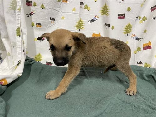 Photo of A614393, adoptable German Shepherd Dog in Modesto, California