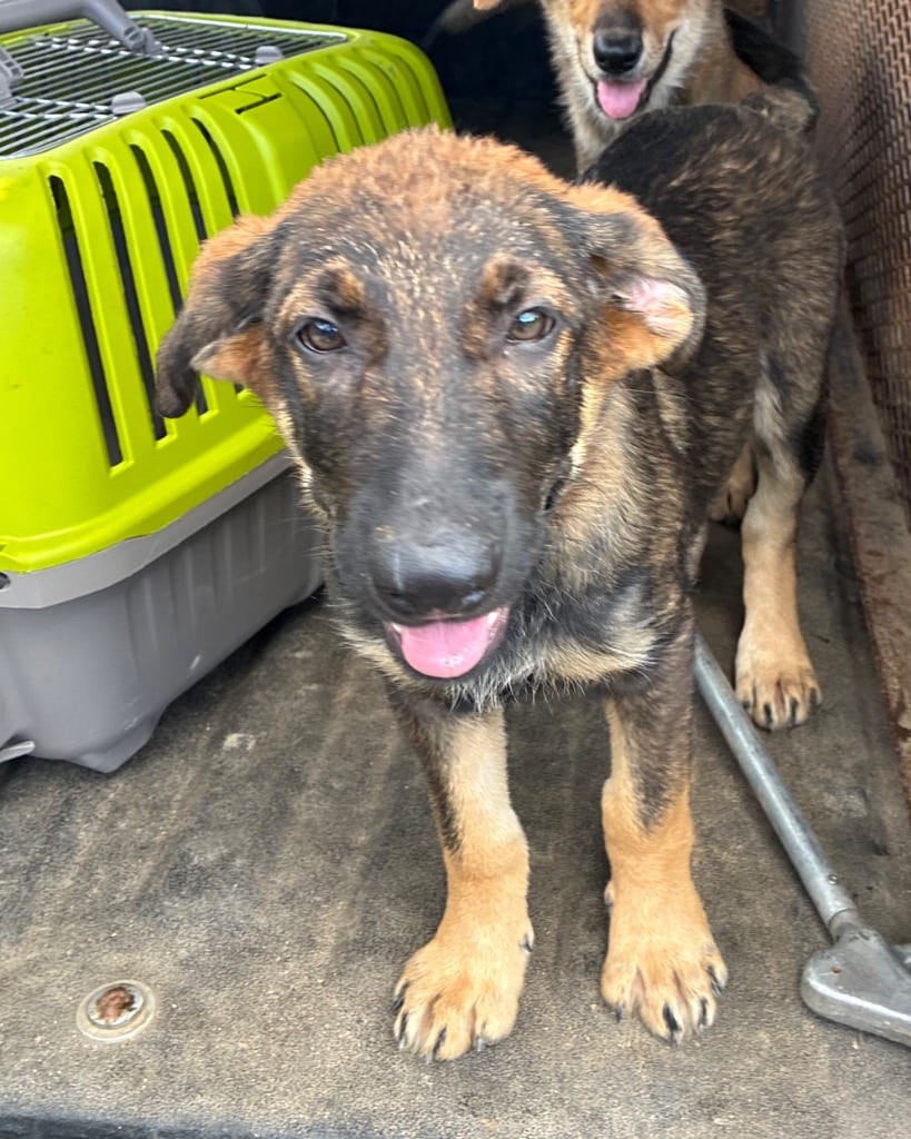 Photo of Bouffant, adoptable German Shepherd Dog in Chickamauga, Georgia