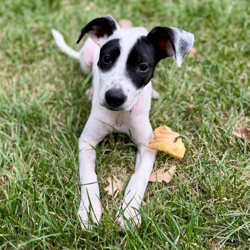 Photo of Michi D70649, adoptable Terrier, American Pit Bull / Mixed Breed (Medium) in Minnesota, Minnesota