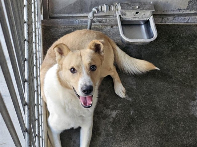 Photo of Senior Shepherd, adoptable Shepherd in Devore, California