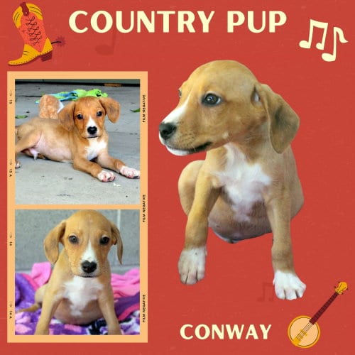 Photo of Conway(Puppy), adoptable Hound in Lindsay, California
