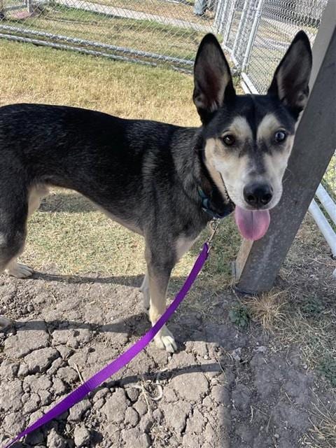 Photo of Max, adoptable German Shepherd Dog in Corpus Christi, Texas