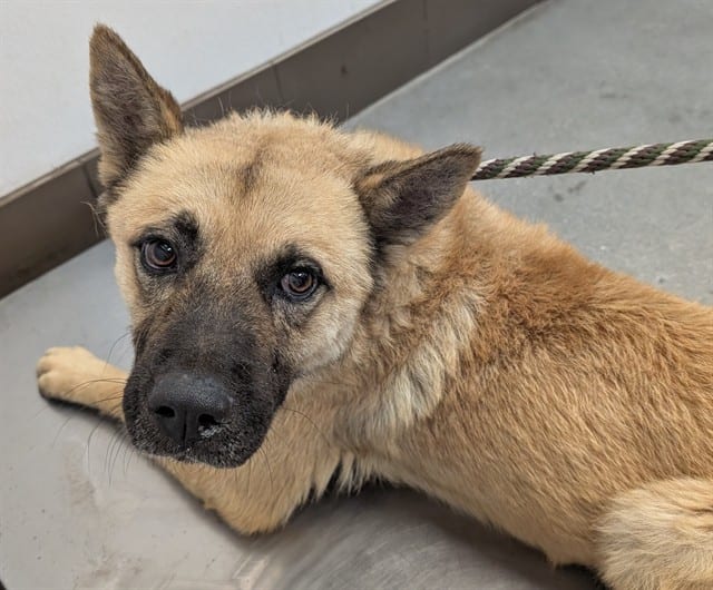 Photo of Cub, adoptable dog