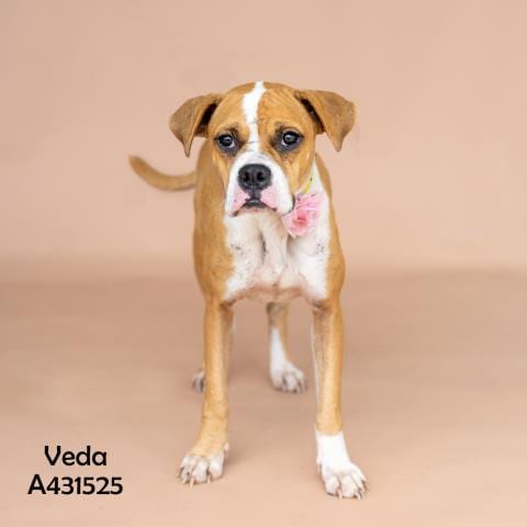 Photo of Veda, adoptable Boxer in Conroe, Texas