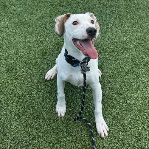 Photo of Fettuccine, adoptable Unknown breed in Rancho Santa Fe, California