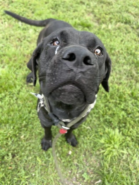 Photo of Willow, adoptable Labrador Retriever mix in Miami, Florida