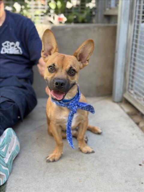 Photo of Paps, adoptable French Bulldog in San Pedro, California