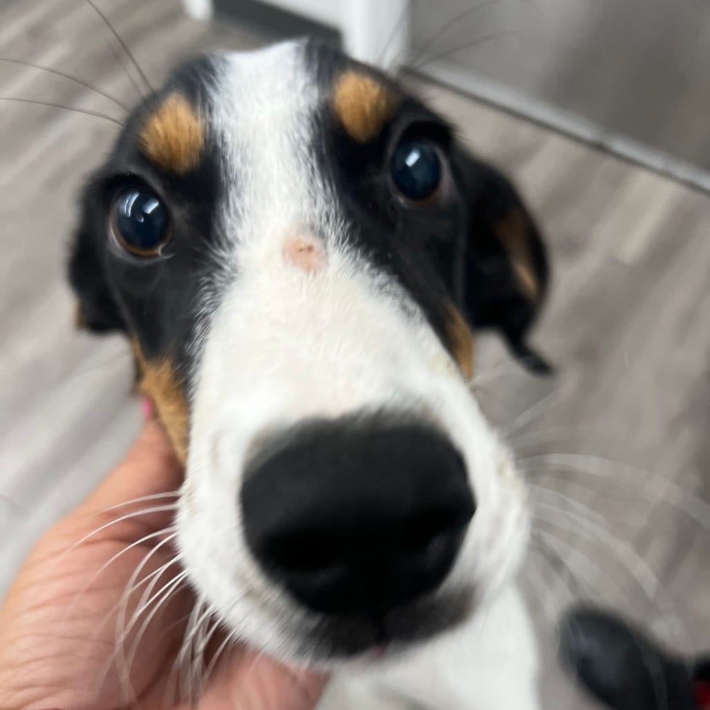 Photo of Hank, adoptable Beagle / Mixed Breed (Medium) in Fairfax Station, Virginia