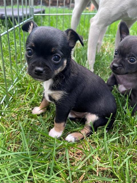Photo of Sally, adoptable Chihuahua in Santa Rosa, California