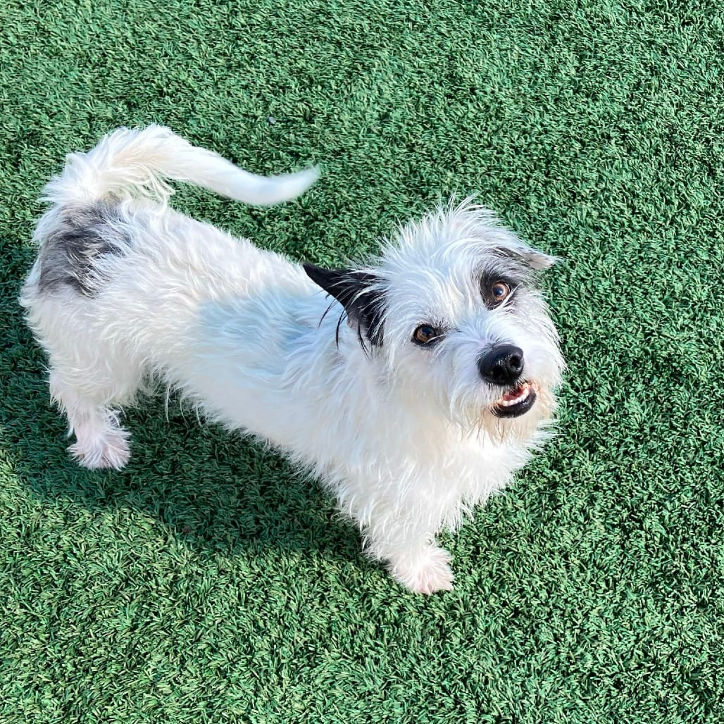 Photo of Pixar, adoptable Terrier / Mixed Breed (Small) in San Francisco, California
