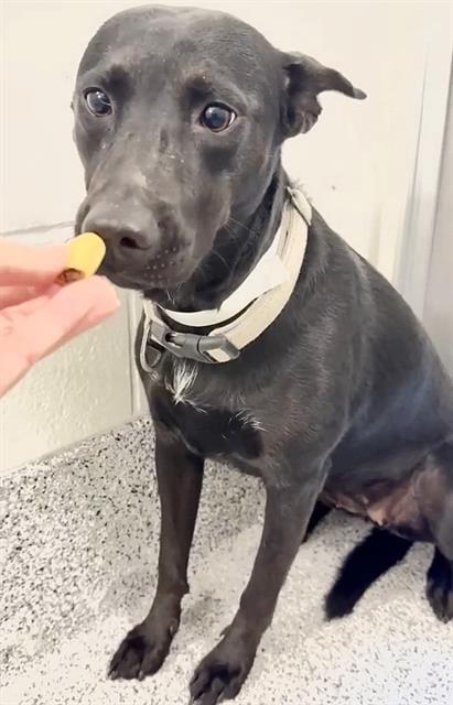 Photo of A662347, adoptable Husky in Houston, Texas