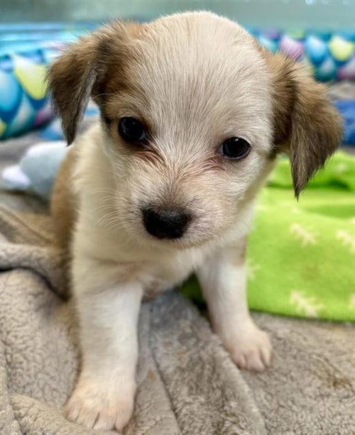 Photo of Changa, adoptable Border Terrier in Albuquerque, New Mexico