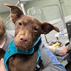 Photo of Brownie, adoptable Labrador Retriever Chihuahua in Locust Grove, Georgia