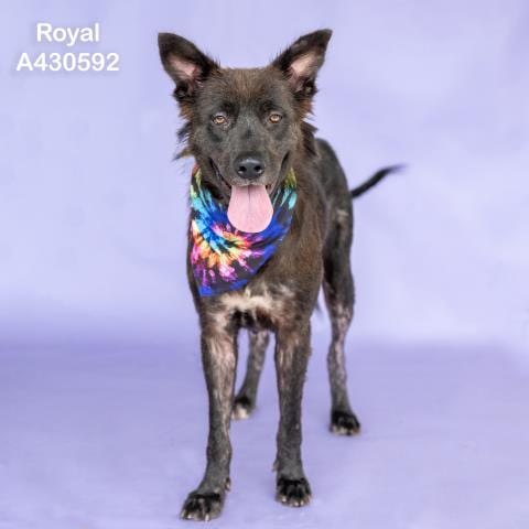 Photo of Royal, adoptable German Shepherd Dog in Conroe, Texas