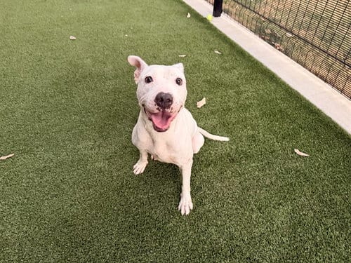 Photo of Pearl, adoptable Pit Bull Terrier in Garland, Texas