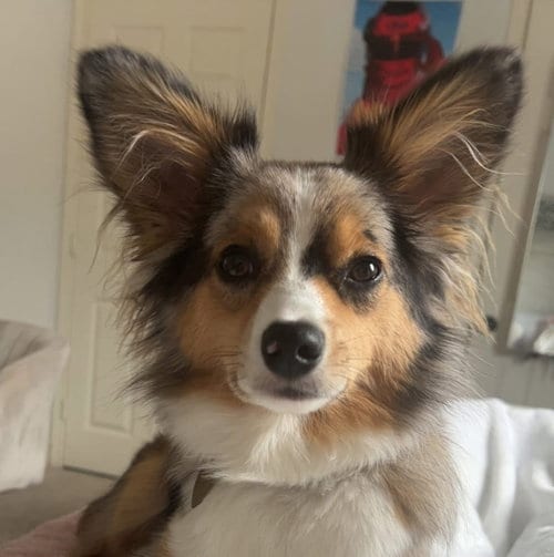 Photo of Harlo, adoptable Australian Shepherd in League City, Texas