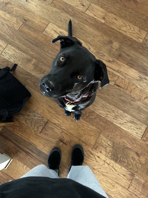 Photo of Maisie, adoptable Black Labrador Retriever in Dana Point, California