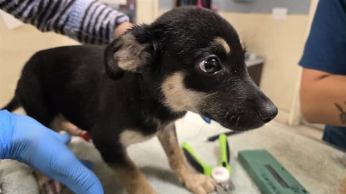 Photo of Yankee, adoptable German Shepherd Dog in Riverside, California