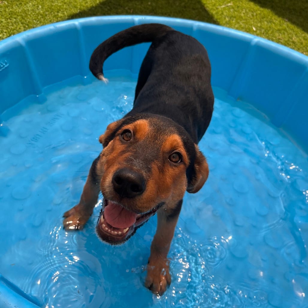 Photo of Washburn, adoptable Shepherd / Mix in Kanab, Utah