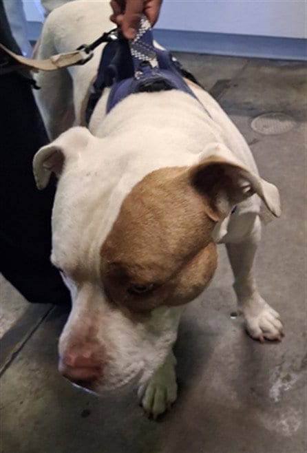 Photo of Biggie, adoptable Pit Bull Terrier in Los Angeles, California