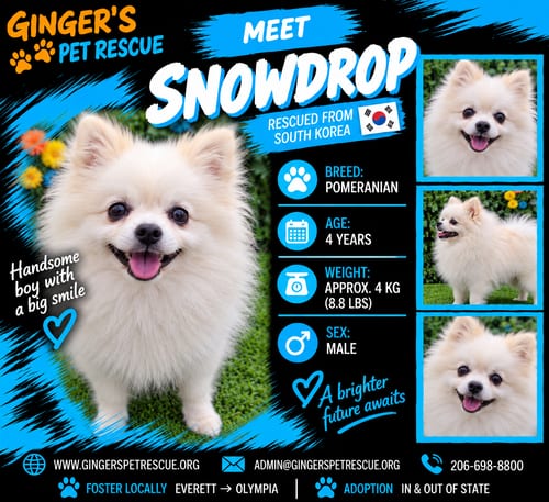 Photo of Snowdrop From Korea, adoptable Pomeranian in Federal Way, Washington