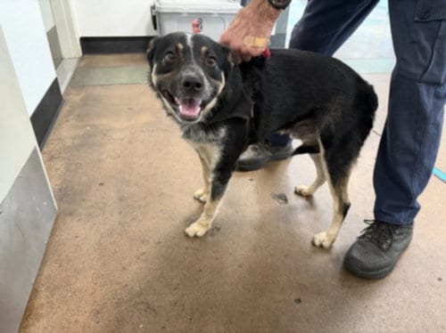 Photo of Pete, adoptable Australian Shepherd in Chatsworth, California