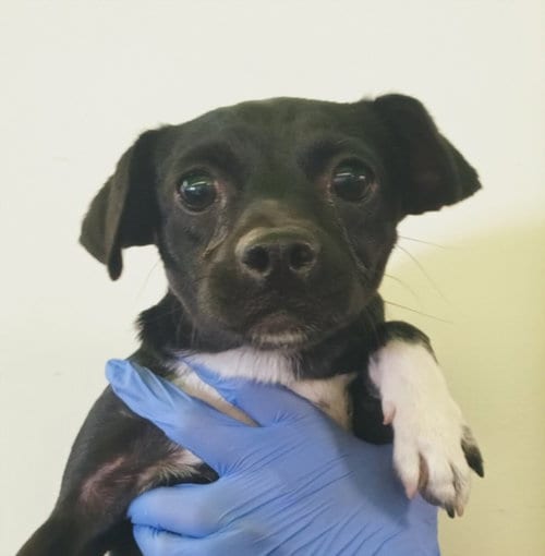 Photo of Elizabeth, adoptable Chihuahua in Los Angeles, California