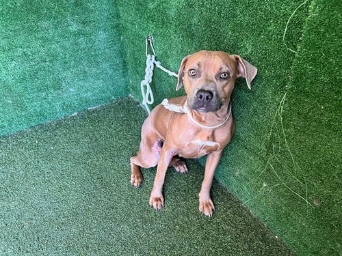 Photo of Lottie, adoptable Pit Bull Terrier in Lancaster, California