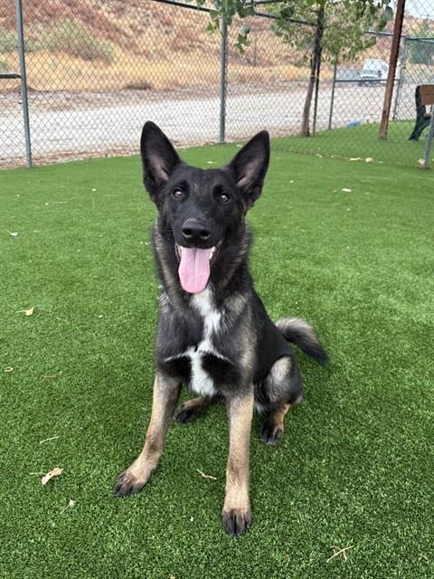 Photo of Ramon, adoptable German Shepherd Dog in Castaic, California
