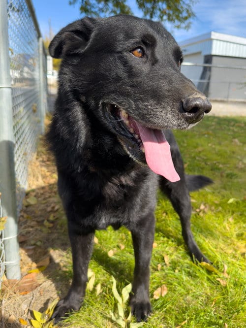 Photo of Champ, adoptable Flat-coated Retriever in Emmett, Idaho