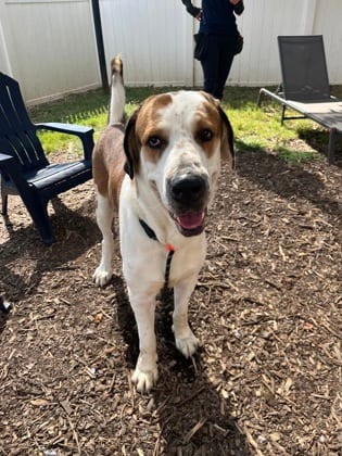 Photo of Baloo, adoptable dog in Chamblee, Georgia