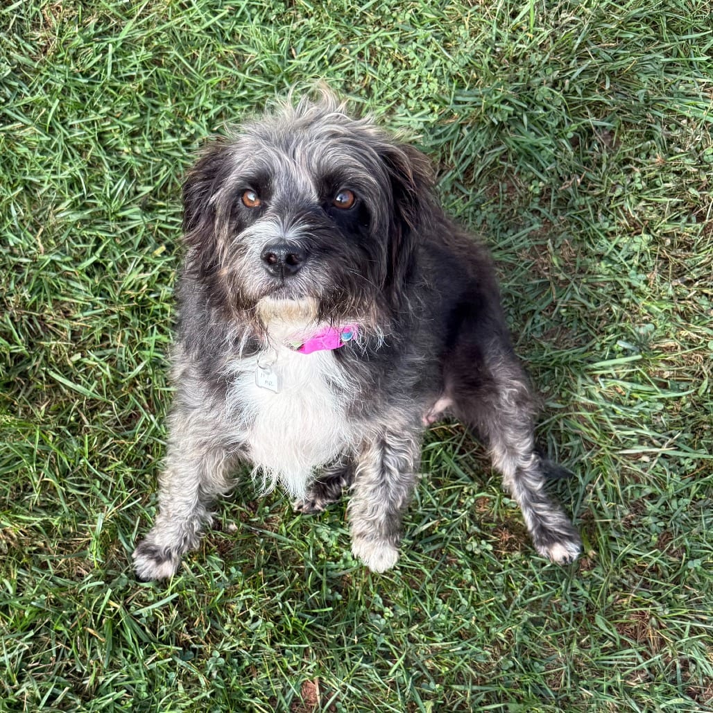 Photo of Casserole, adoptable Terrier / Mix in Fairfax Station, Virginia