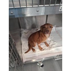 Photo of Coco, adoptable Mixed Breed (Medium) in New Castle, Delaware