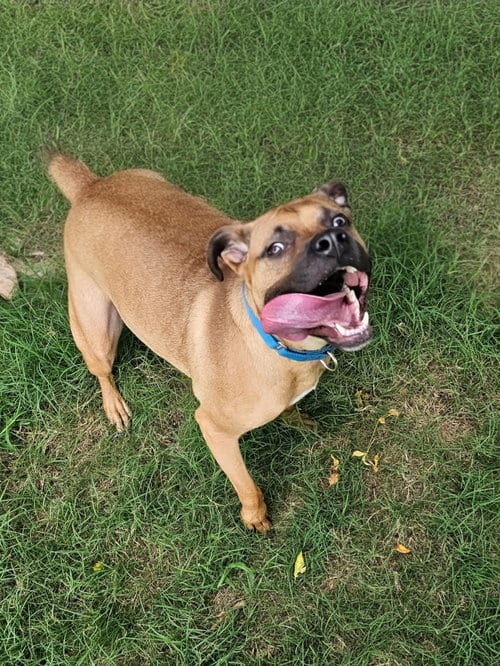 Photo of Brownie, adoptable Black Mouth Cur in Orange Grove, Texas