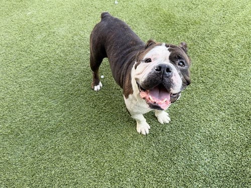 Photo of Sky, adoptable American Bulldog in Garland, Texas