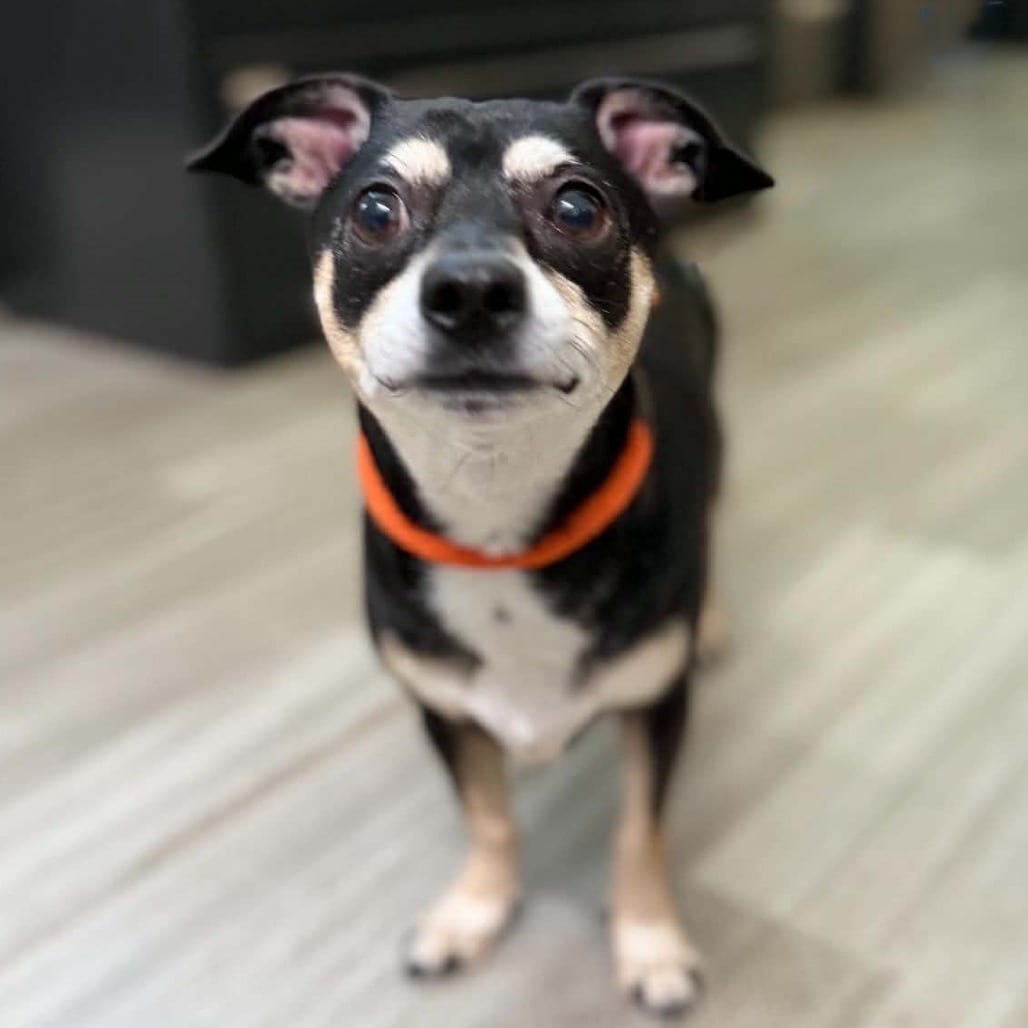 Photo of Hopper, adoptable Terrier / Mixed Breed (Small) in Pleasanton, California