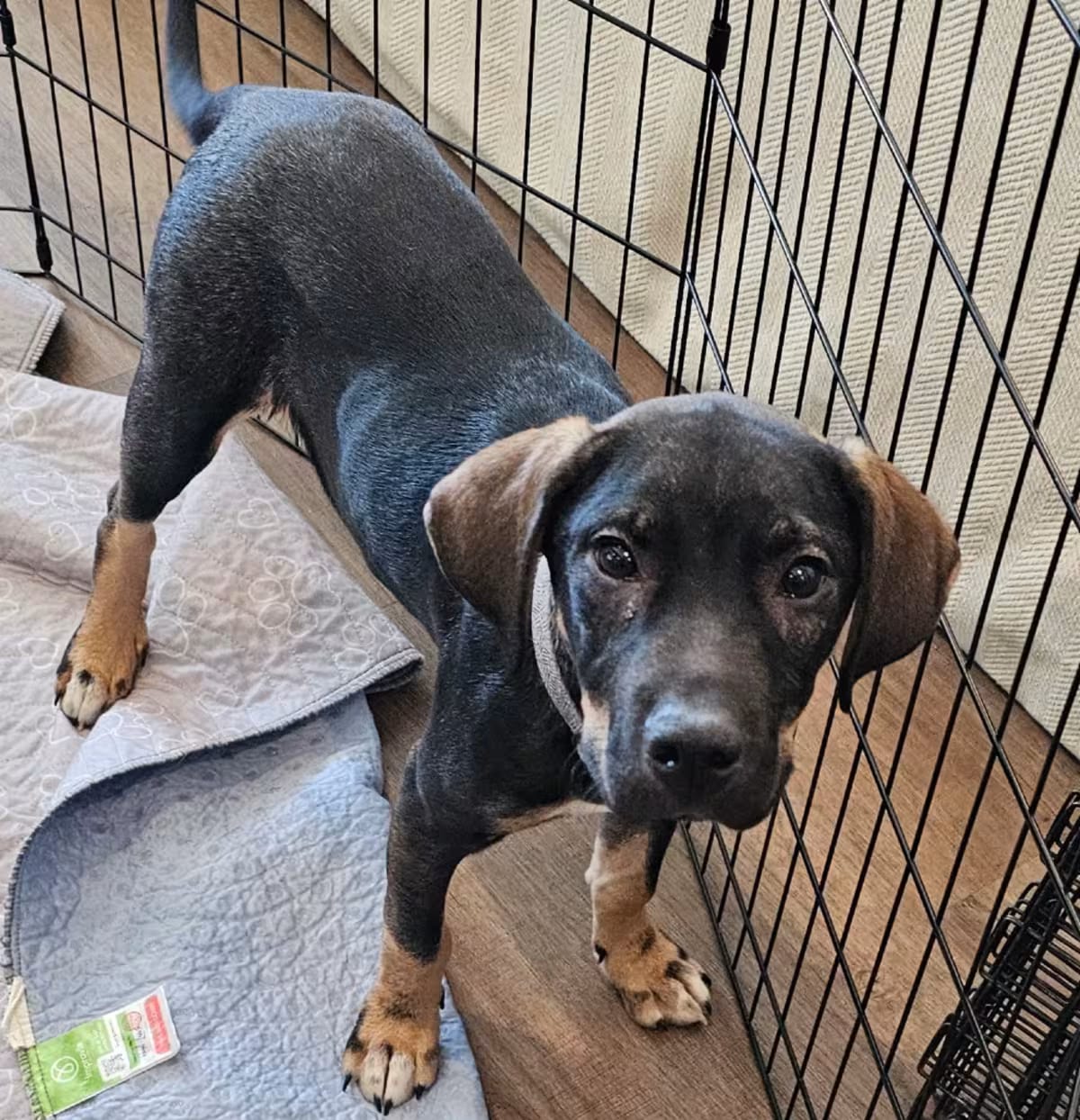 Photo of Koda, adoptable Mixed Breed (Medium) in Myrtle Beach, South Carolina