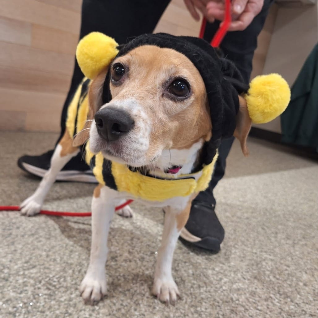 Photo of Molly, adoptable Beagle in St. Cloud, Minnesota