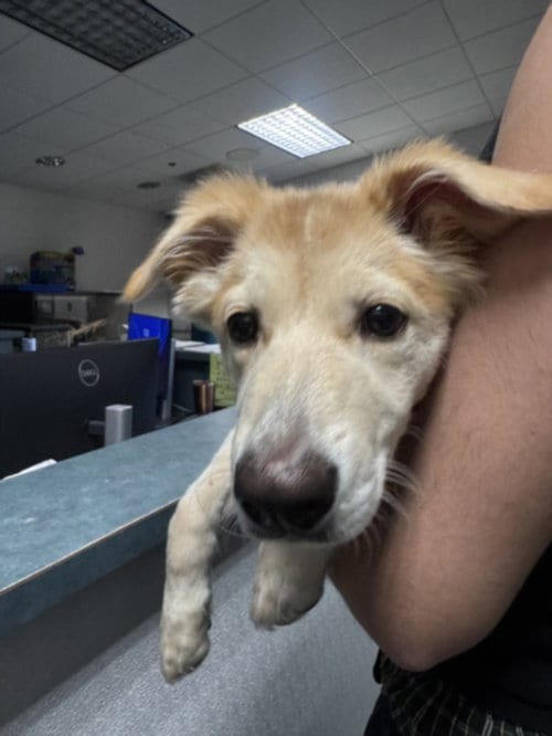 Photo of Chikirrita, adoptable Golden Retriever in Chatsworth, California