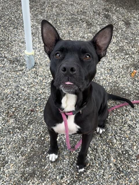 Photo of Wilma, adoptable Pit Bull Terrier in Palmetto, Florida